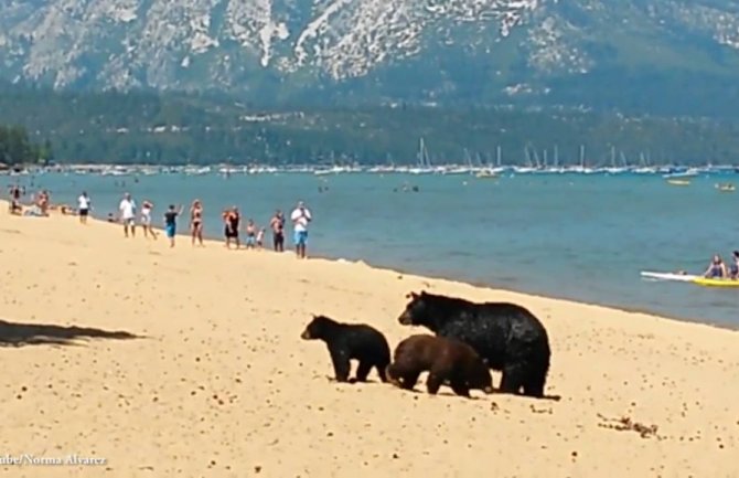 Porodica medveda uživala na plaži (VIDEO)
