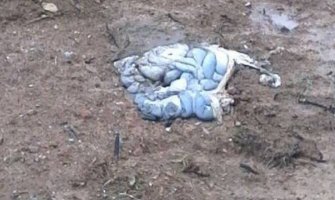 Bijelo Polje: Zaraženu stoku zakopali na dječjem igralištu (FOTO)