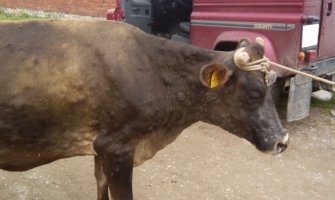 Boljević: Bolest kvrgave kože otkrivena i u Nikšiću