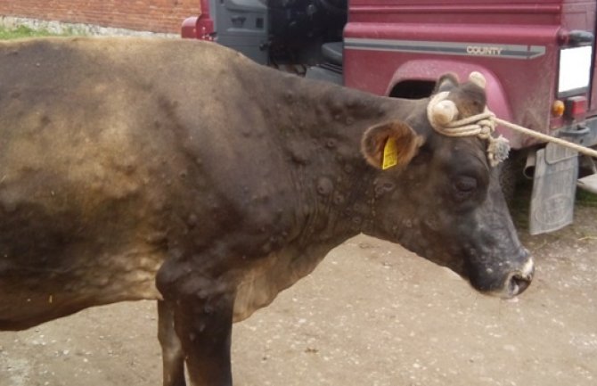 Boljević: Bolest kvrgave kože otkrivena i u Nikšiću