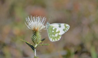 Danas pretežno sunčano i veoma toplo
