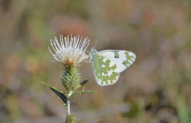 Danas pretežno sunčano i veoma toplo