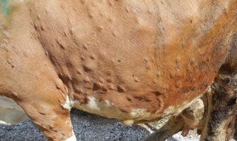 Šteta od bolesti kvrgave kože goveda preko 500 hiljada eura
