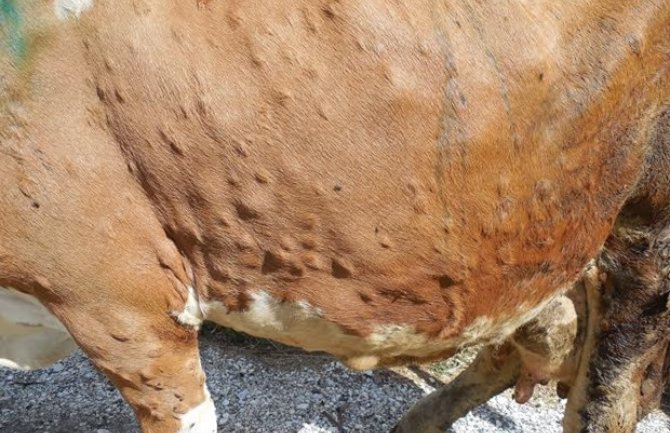 Šteta od bolesti kvrgave kože goveda preko 500 hiljada eura