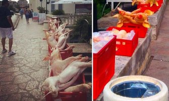 Herceg Novi: Prasad u gajbama u centru grada pored korpe za otpatke 