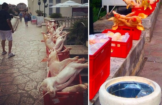 Herceg Novi: Prasad u gajbama u centru grada pored korpe za otpatke 