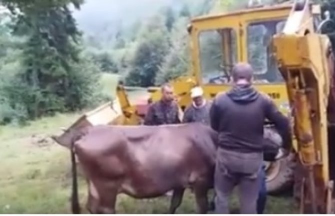 Potresni snimak eutanazije krava oboljelih od kvrgave kože!