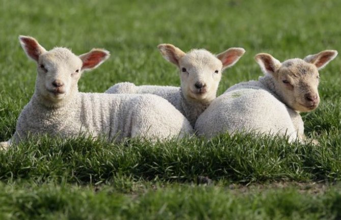 Vakcinisano 92% ukupne populacije goveda, pojavila se i bolest plavog jezika