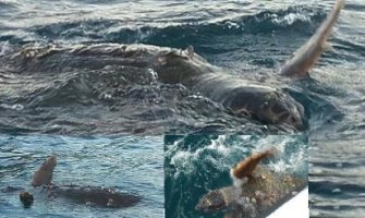 Povrijeđena velika glavata kornjača u Perastu