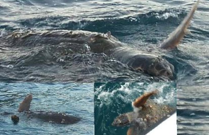 Povrijeđena velika glavata kornjača u Perastu