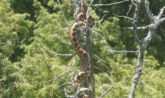 Zmija otrovnica veličine oko dva metra fotografisana na Durmitoru