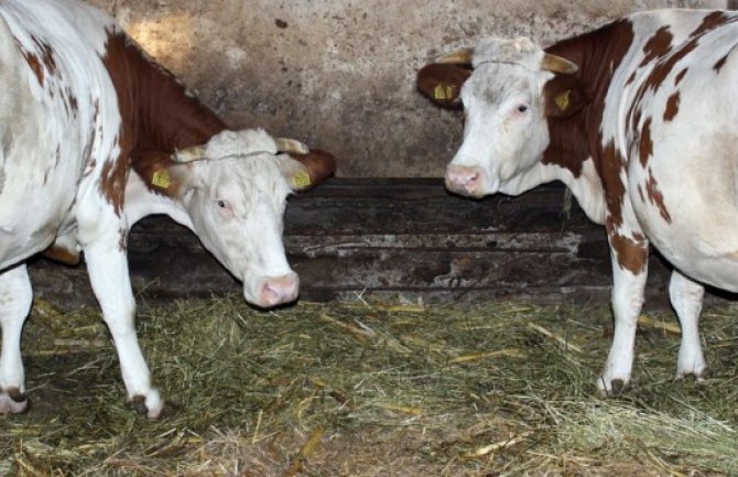 Dosad 430 goveda oboljelo od kvrgave kože, pojavila se i bolest plavog jezika