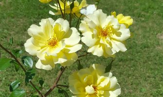 Sunčano i toplo, do 35 stepeni