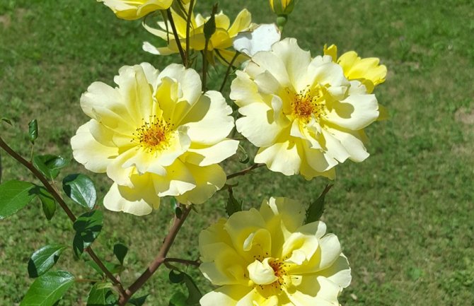 Sunčano i toplo, do 35 stepeni