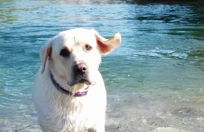 Podgoričani se pitaju: Gdje da šetamo ljubimce a da ne budemo kažnjeni?!