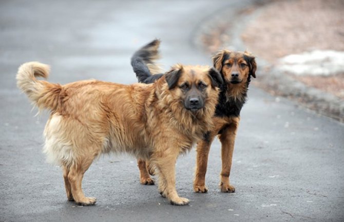 SNP Podgorica: Komunalna služba da riješi problem pasa lutalica u naselju Vranići