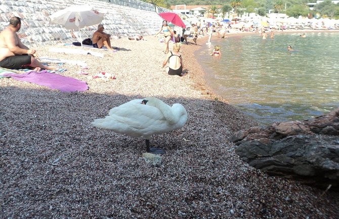 CZIP: Labud na Svetom Stefanu nije razlog za zabrinutost