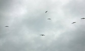 Boston: Mrtve ptice padale sa neba