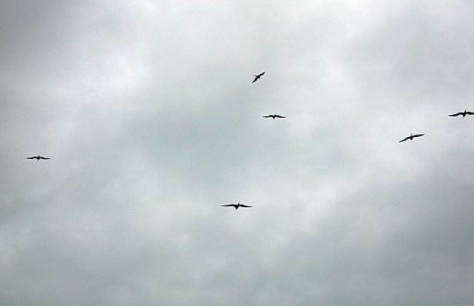 Boston: Mrtve ptice padale sa neba