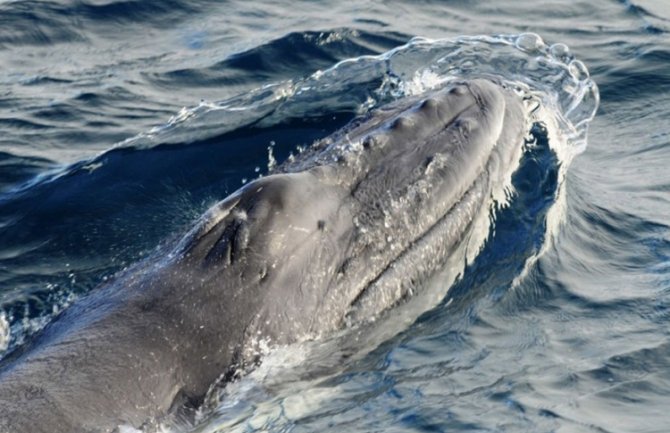 Grbavi kitovi skinuti sa liste ugroženih