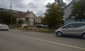 Nikšić: Krava prošetala centrom grada (FOTO)(VIDEO)