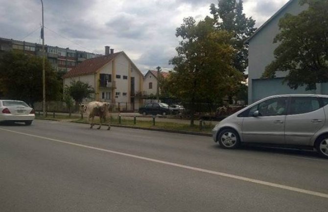 Nikšić: Krava prošetala centrom grada (FOTO)(VIDEO)