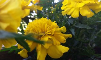 Sunčano, do 31 stepen