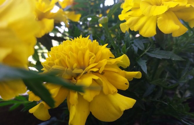 Sunčano, do 31 stepen