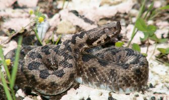 Ne paničite zbog zmija: Evo koje otrovnice žive u Crnoj Gori