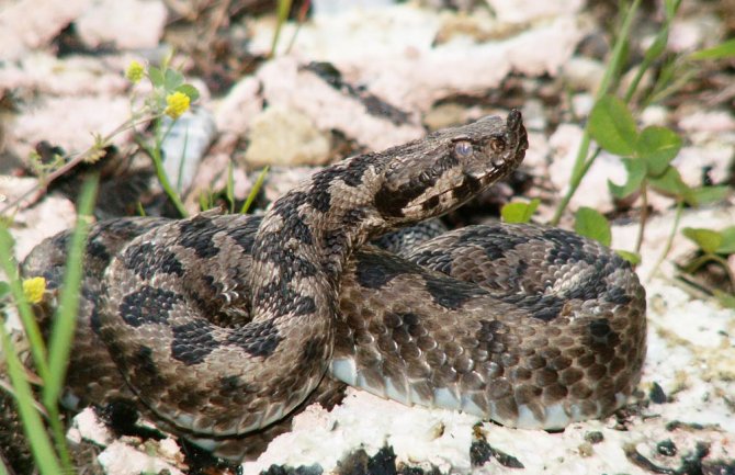 Ne paničite zbog zmija: Evo koje otrovnice žive u Crnoj Gori