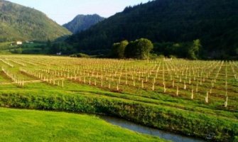  Pljevaljska Mjesna zajednica Vrulja postala jedno od najperspektivnijih područja za proizvodnju jabuka