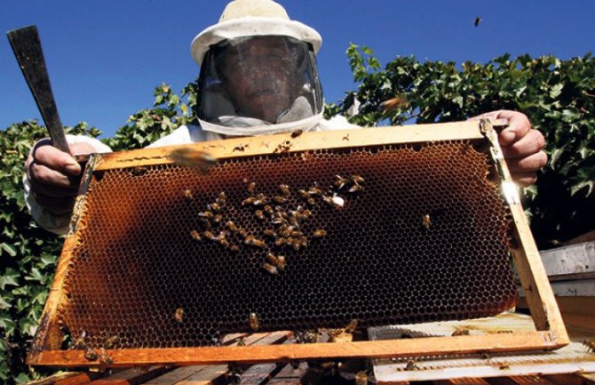 Pčelarstvo u Crnoj Gori dobija ulogu lidera u oblasti poljoprivrede