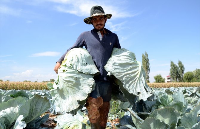 Berba džinovskog kupusa: Glavice teže i do 40 kilograma (FOTO)