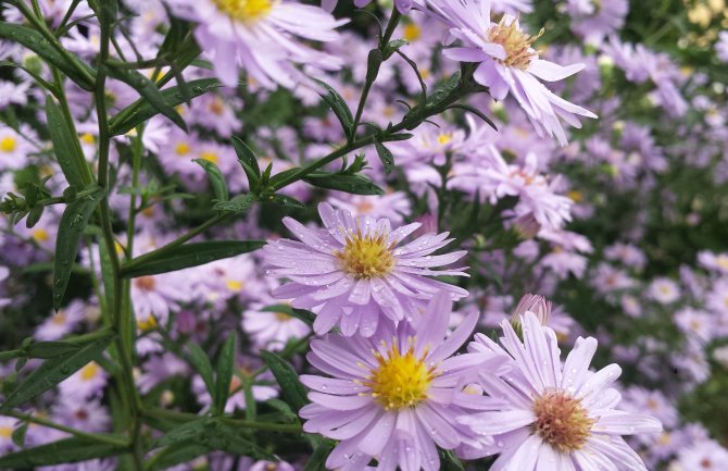 Pretežno sunčano, do 26 stepeni