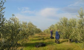 Počinje berba maslina, planiran prinos oko 11.000 kg