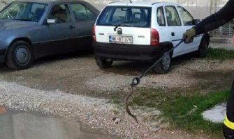 Ubili poskoka od 60 centimetara