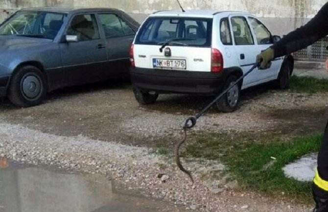 Ubili poskoka od 60 centimetara