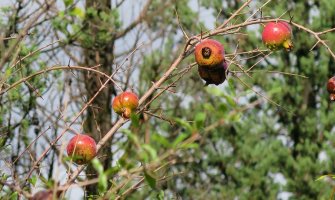 Danas sunčano, do 20 stepeni