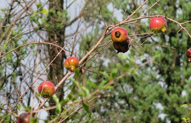 Danas sunčano, do 20 stepeni