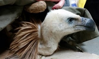 CZIP pomogao lešinaru: Milo uskoro na slobodi (FOTO)