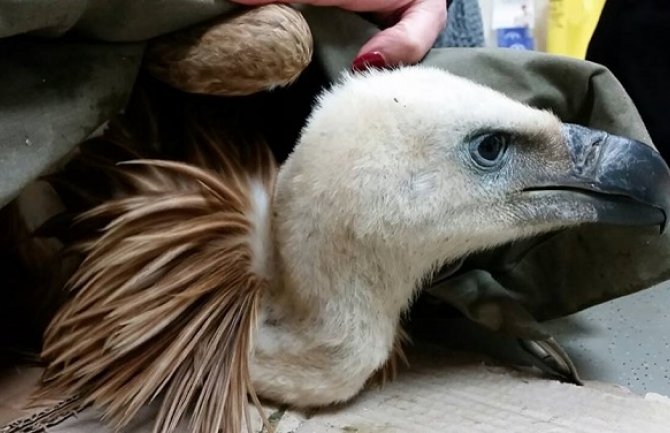 CZIP pomogao lešinaru: Milo uskoro na slobodi (FOTO)