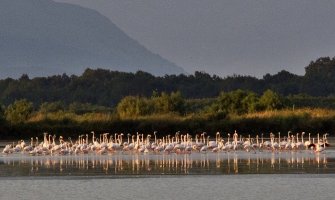 NPCG: Na Solani prijave protiv dvije osobe