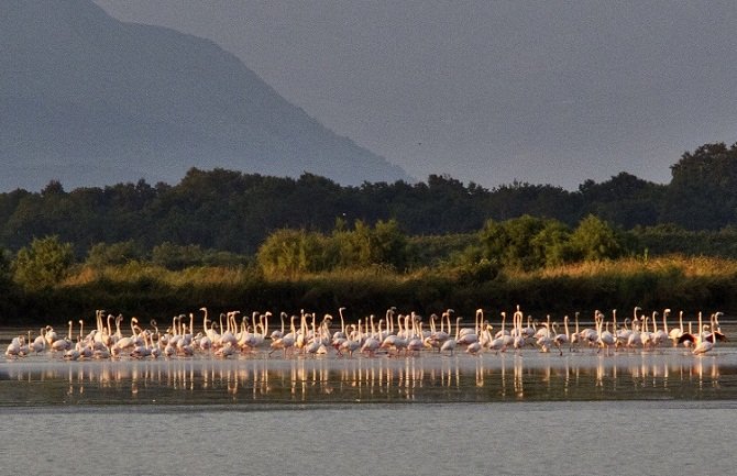 NPCG: Na Solani prijave protiv dvije osobe