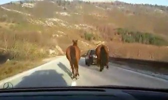 Saslušan Nikšićanin zbog sumnje da je zlostavljao konje