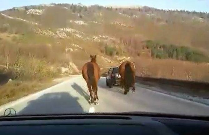 Saslušan Nikšićanin zbog sumnje da je zlostavljao konje