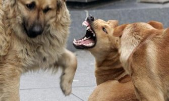 Agresivni psi lutalice haraju Podgoricom i napadaju ljude, nadležni hitno da reaguju