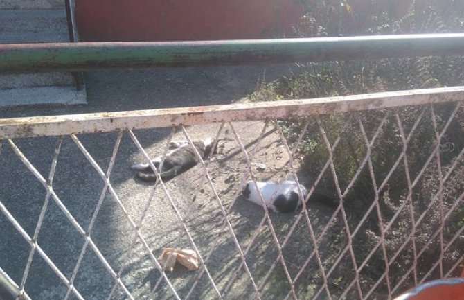 Ko truje pse i mačke u Bijelom Polju? (FOTO)