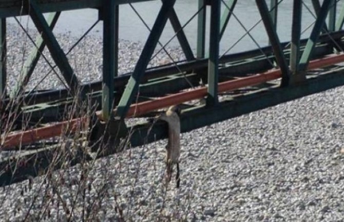 Obješen pas u Bijelom Polju