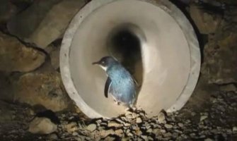 Novozelanđani izgradili tunel za plave pingvine kako bi ih spasili (Video)