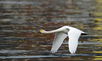 Na Plavskom jezeru otkrivena nova vrsta ptice u Crnoj Gori